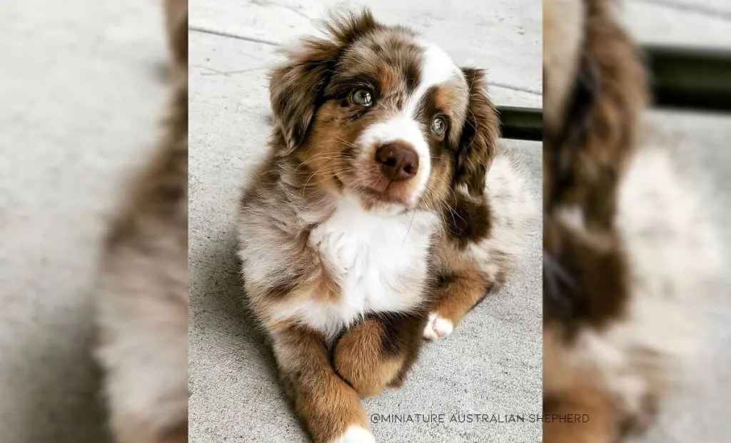 Miniature Australian Shepherd