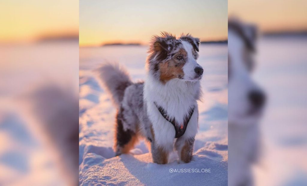 Miniature Australian Shepherd