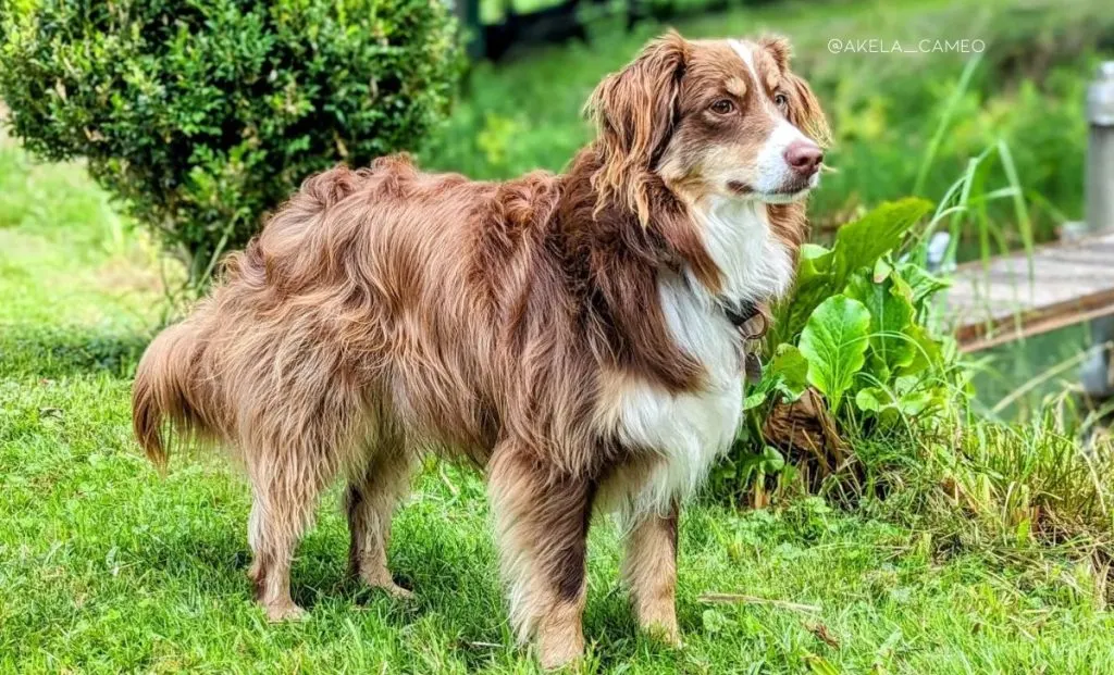 Miniature-Australian-Shepherd