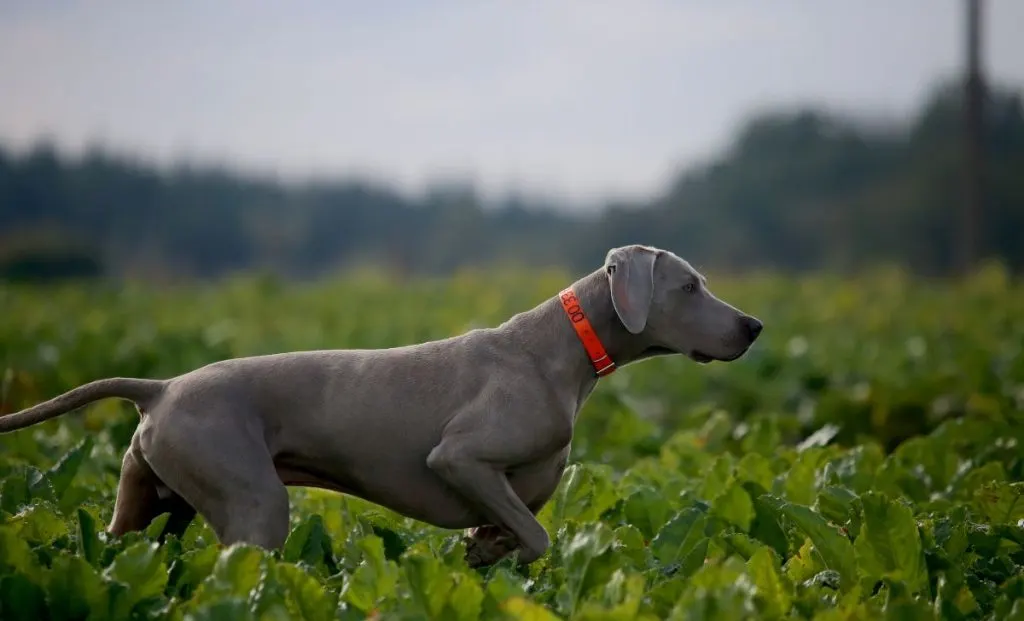 Mouse Gray Weimaraner