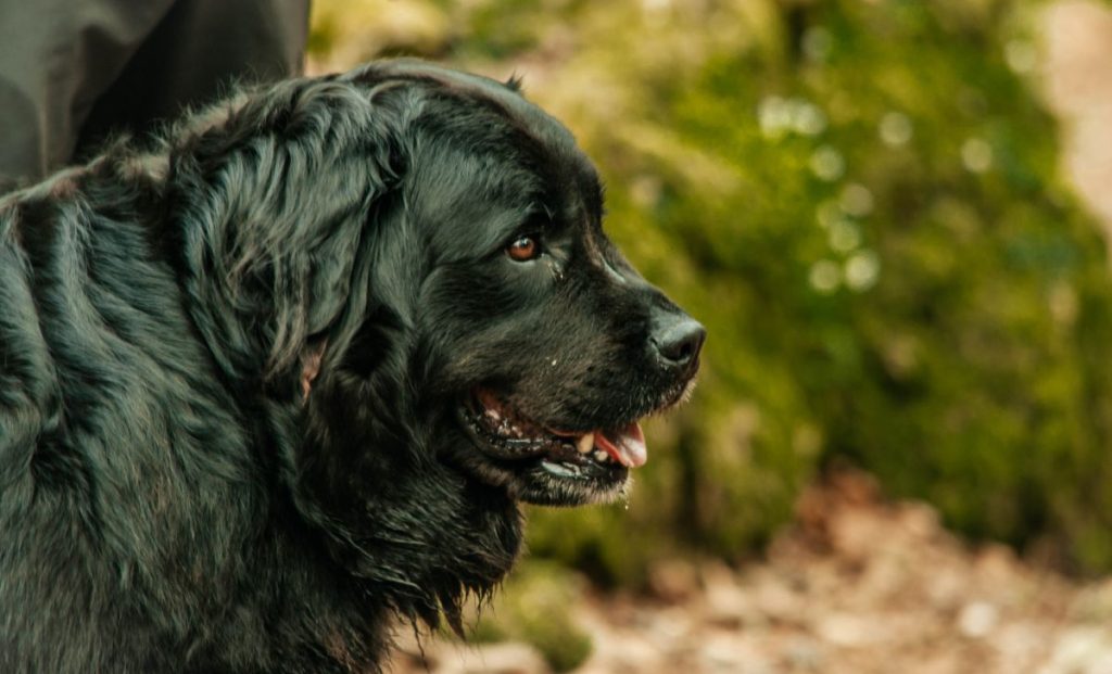 Newfoundland