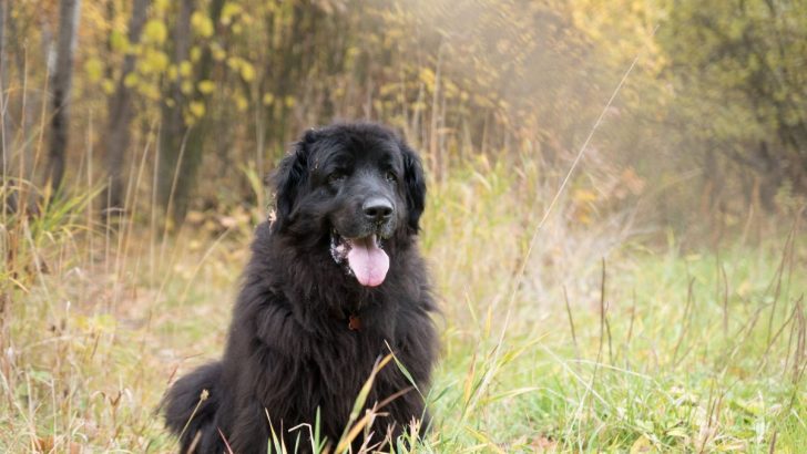 19 Newfoundland Mixes You Must Find Out About (With Pictures)