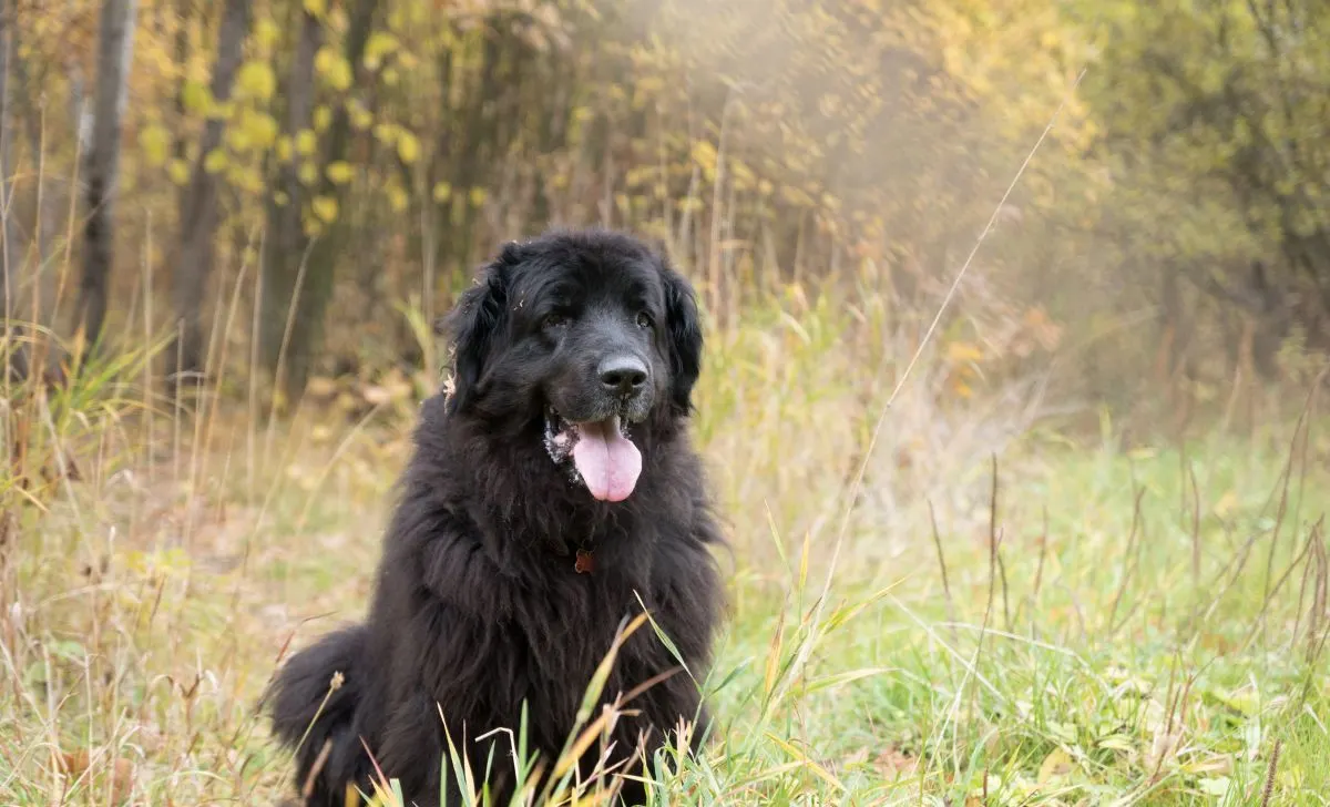 Newfoundland