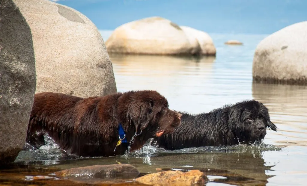 Newfoundland