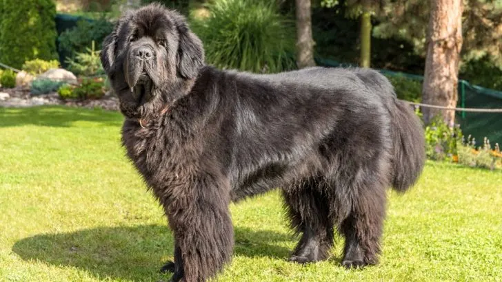 Best grooming brush for newfoundland dog online