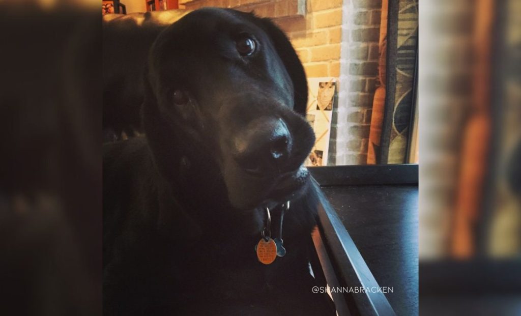 Newfoundland-Basset Hound