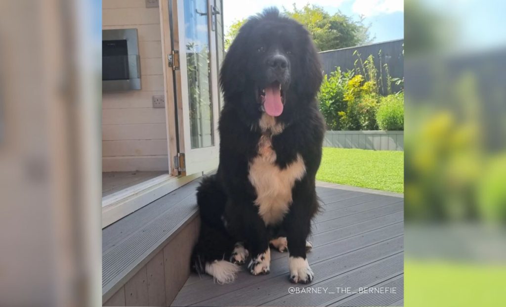 Newfoundland-Bernese Mountain Dog