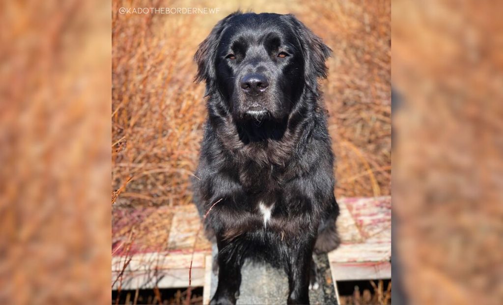 Newfoundland-Border Collie