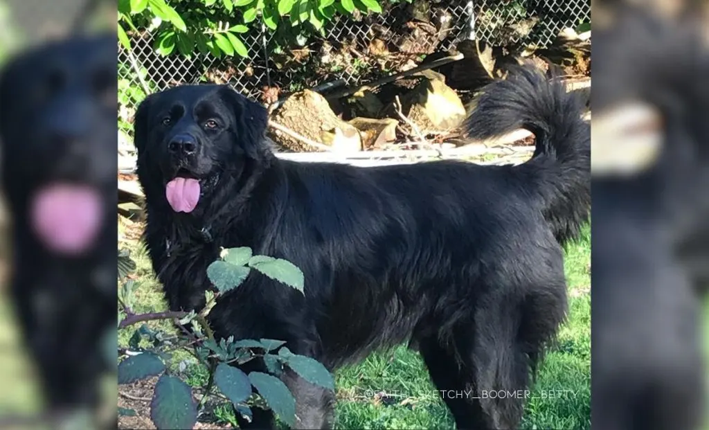 Newfoundland-German Shepherd