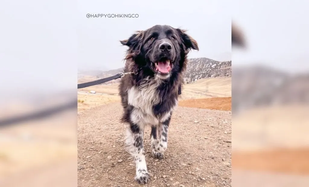 Newfoundland-Golden Retriever