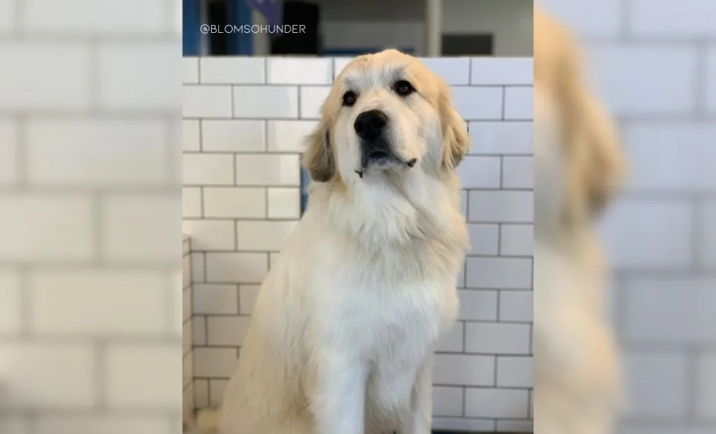 Newfoundland-Great Pyrenees