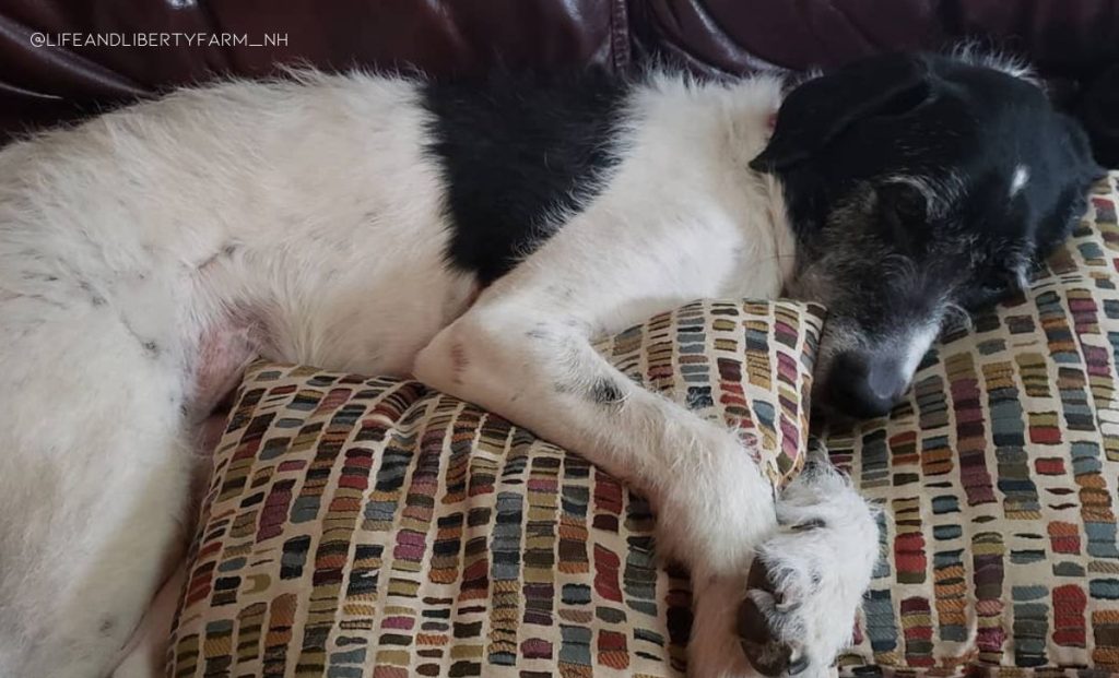 Newfoundland-Irish Wolfhound