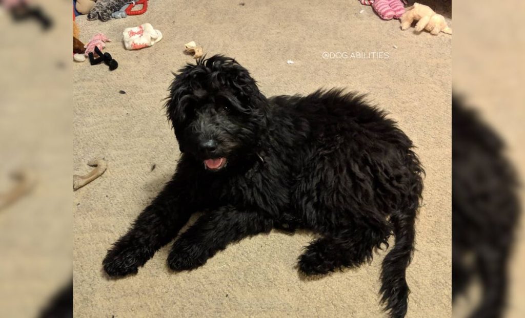 Newfoundland-Komondor