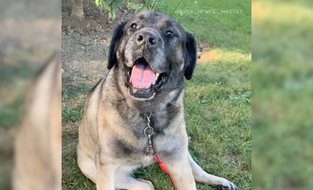 Newfoundland-Mastiff