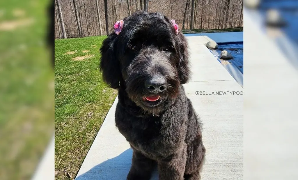 Newfoundland-Poodle