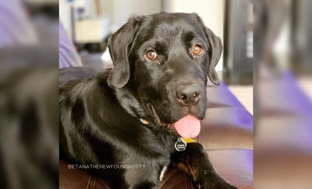 Newfoundland-Rottweiler