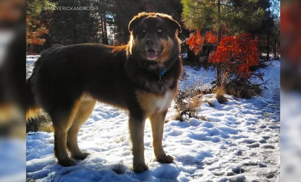 Newfoundland-Siberian Husky