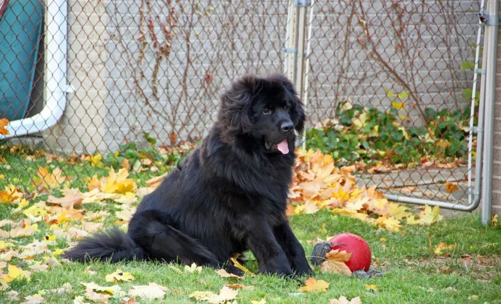 Newfoundland puppy