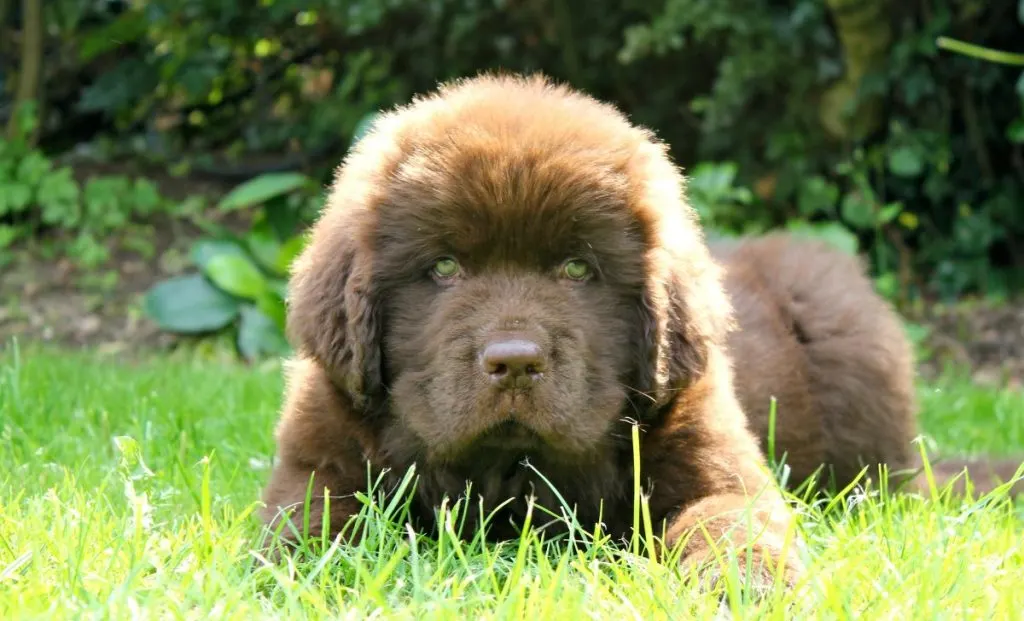 Newfoundland puppy