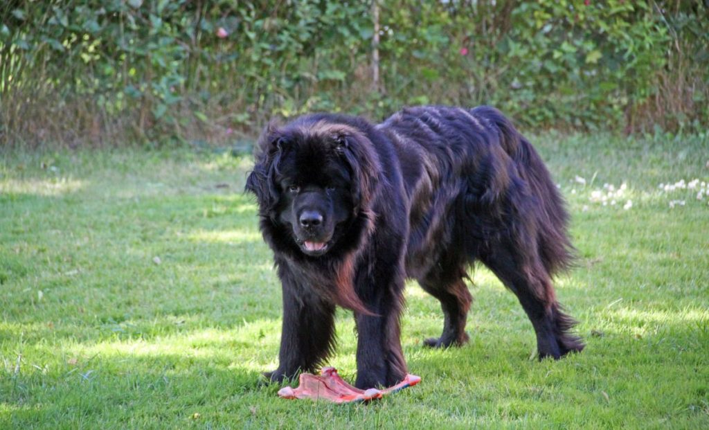 Newfoundland puppy