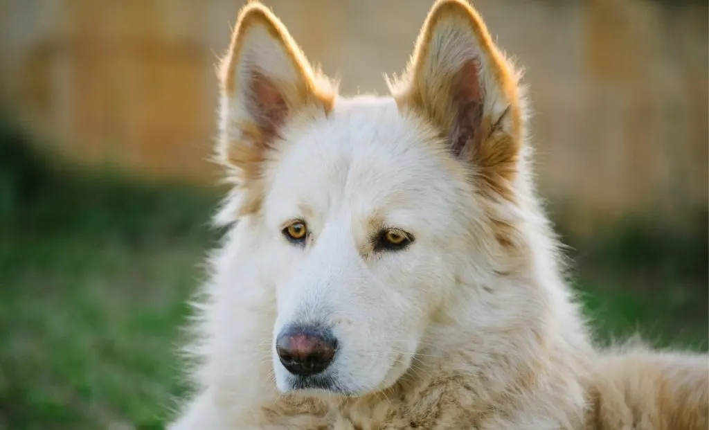 Northern Inuit Dog