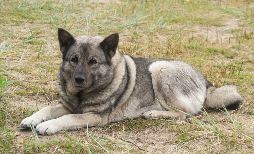 Norwegian Elkhound 