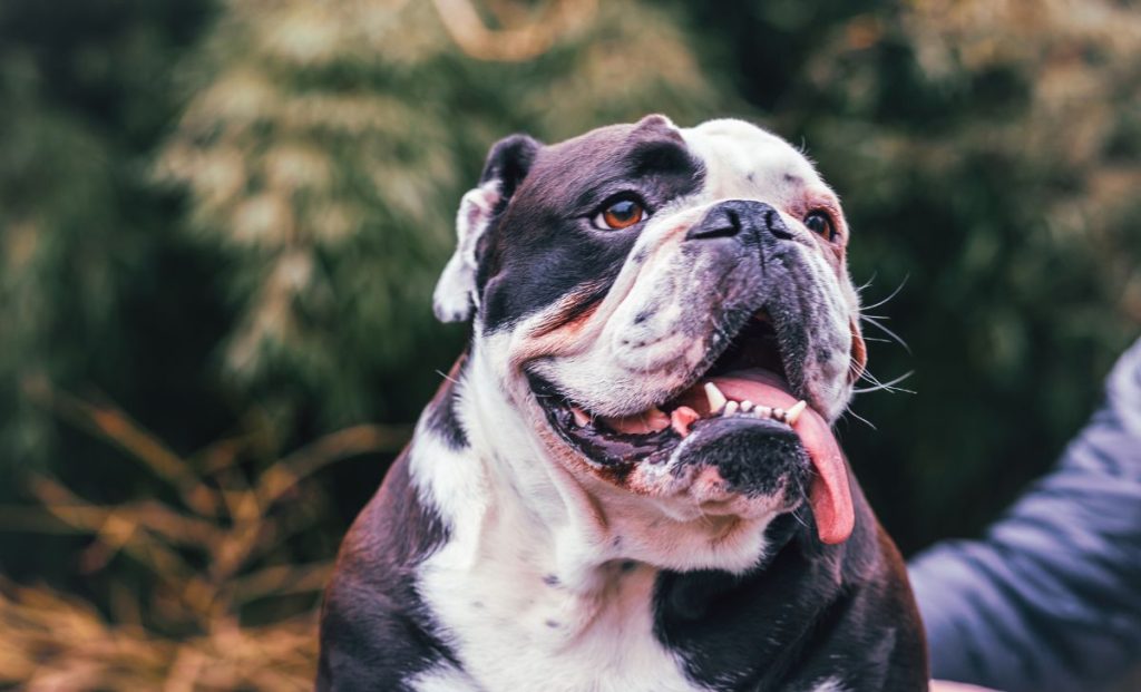 Olde English Bulldogge