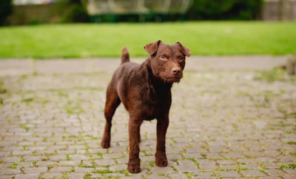 Patterdale Terrier