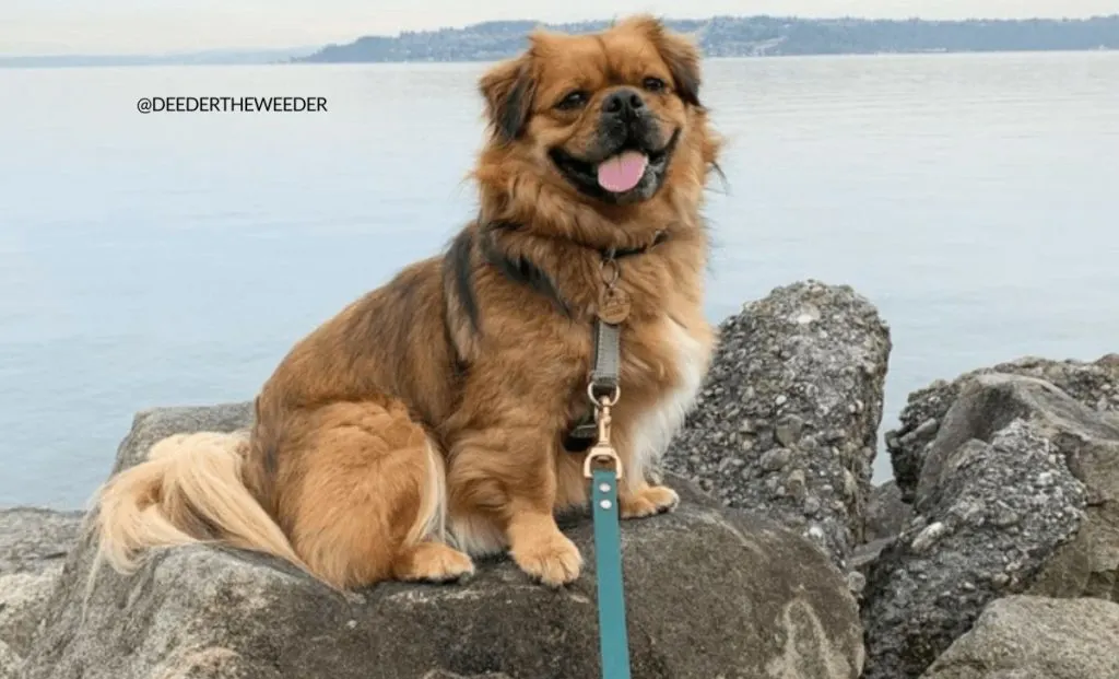 Pekingese Pug mix