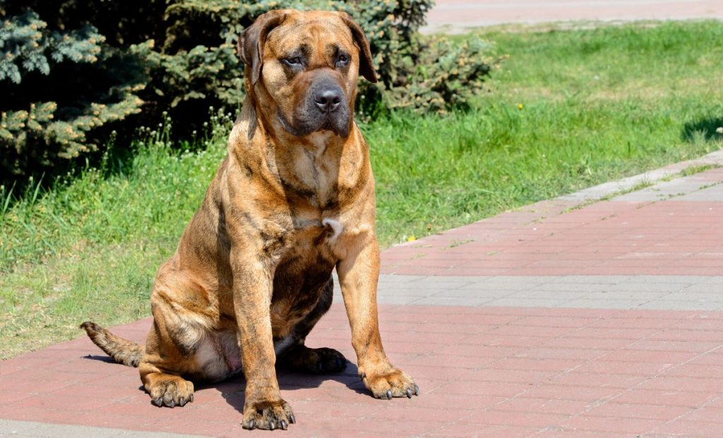 Perro De Presa Canario