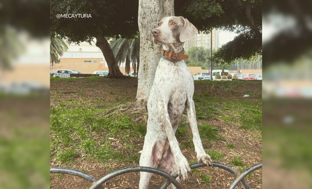 Piebald Weimaraner