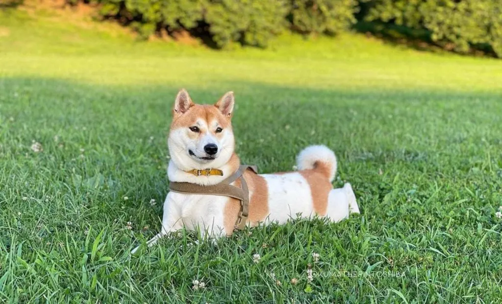 Pinto shiba inu