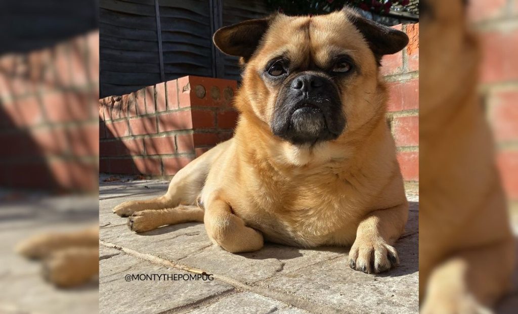 Pomeranian x Pug