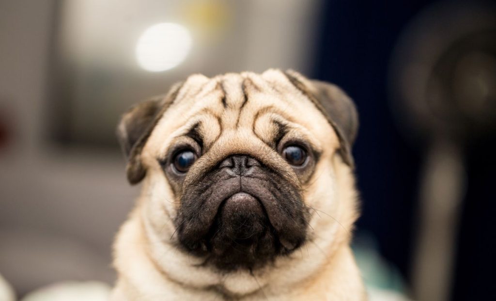 Pug
