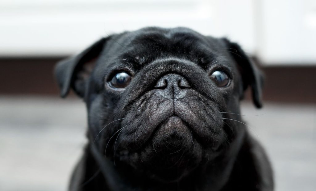 Pug