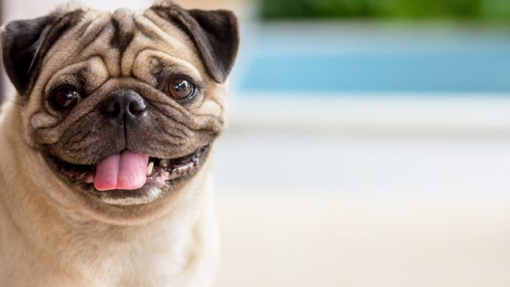 33 Gorgeous Pug Mixes To Make You Smile (With Pictures)