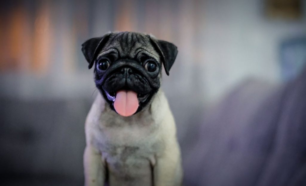 Pug
