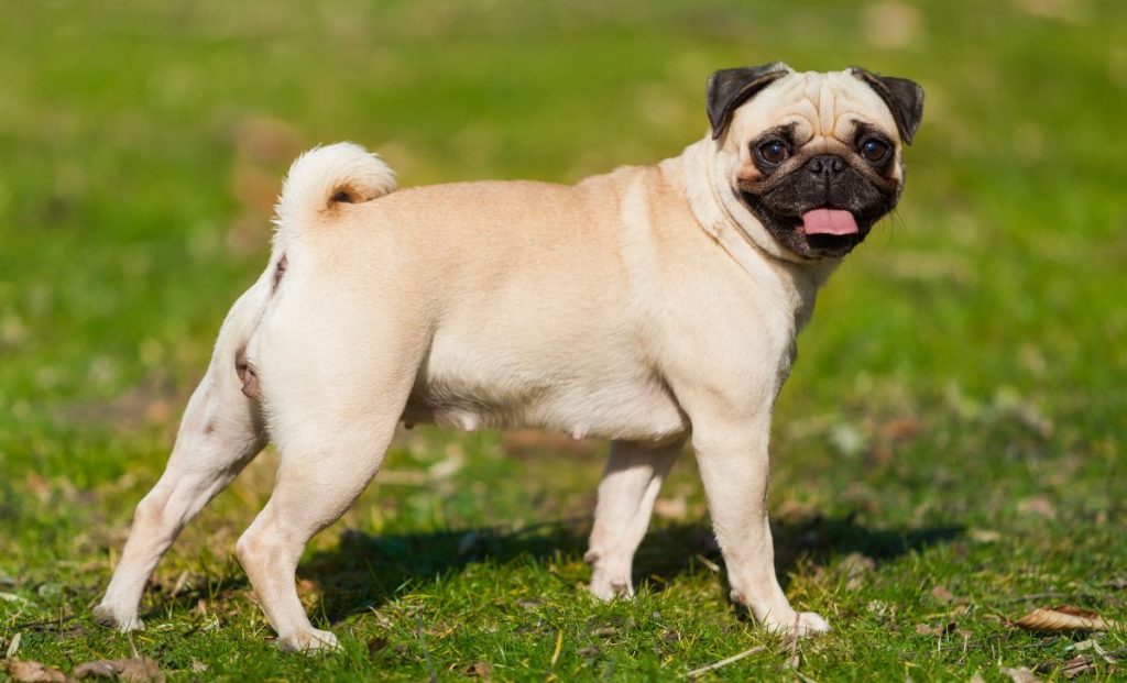 Pug
