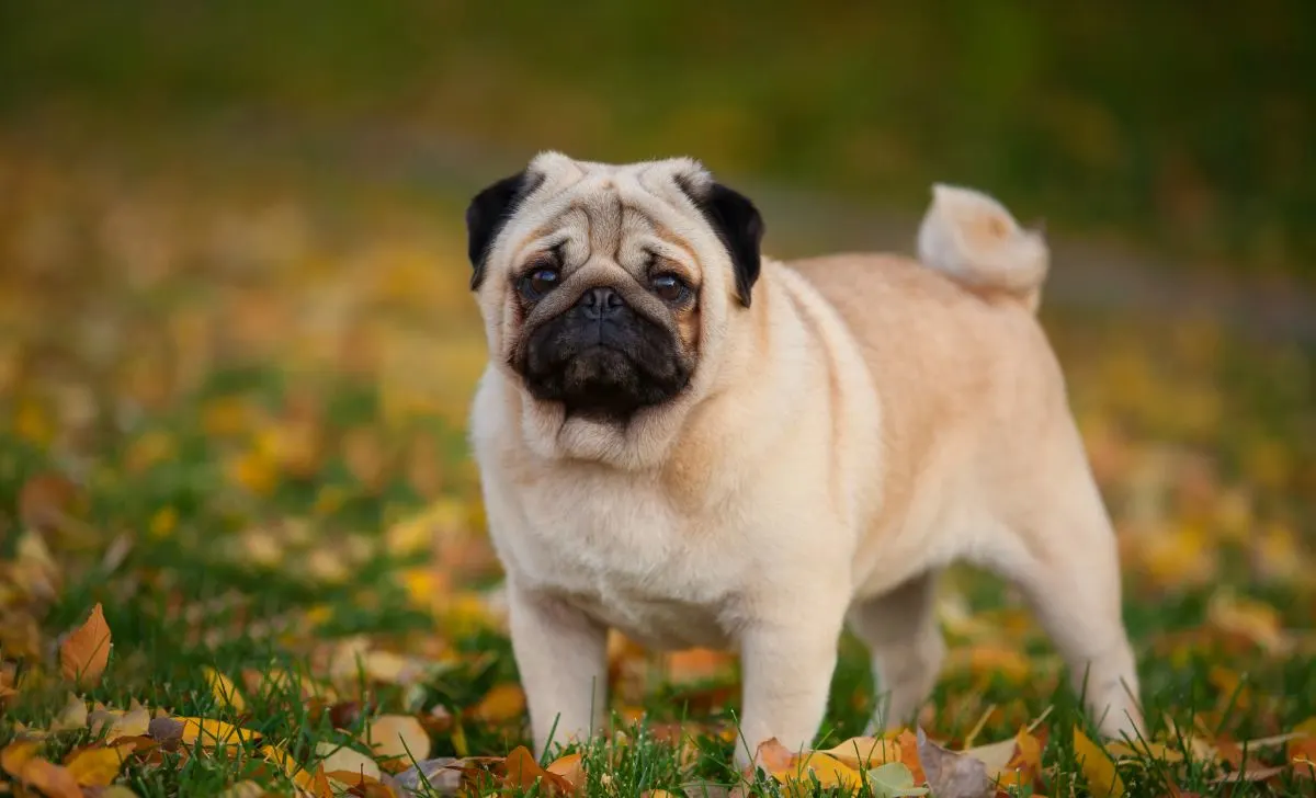 Pug