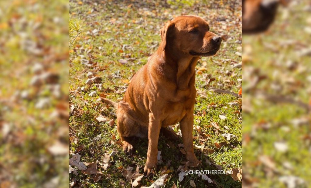 Red fox labrador