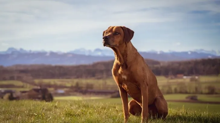 Rhodesian Ridgeback Growth Chart For Your Lion Hunter’s Journey