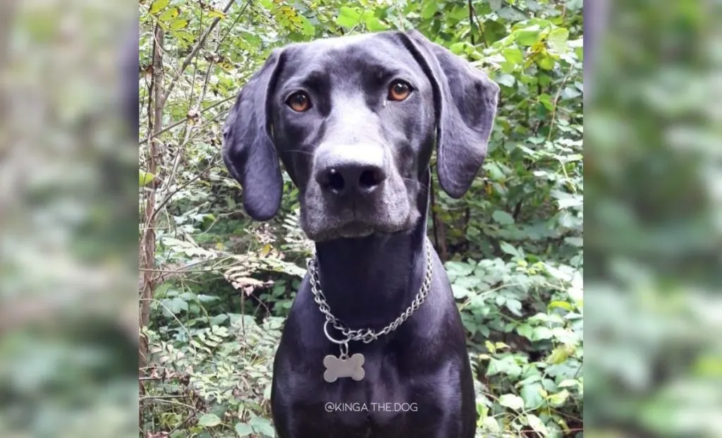 Rhodesian Ridgeback and Weimaraner