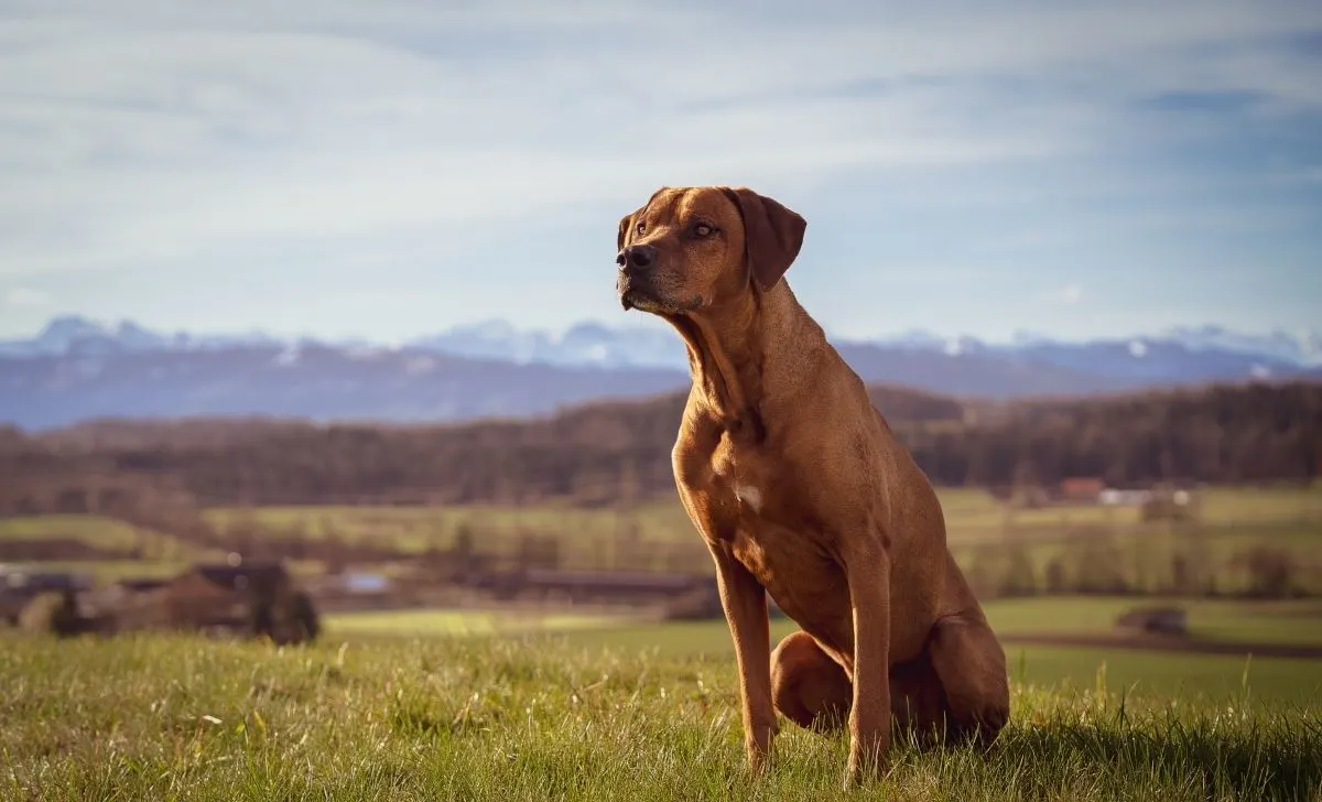 Rhodesian Ridgeback