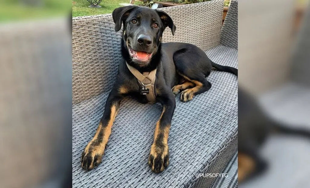 Rottewiler x great dane mix