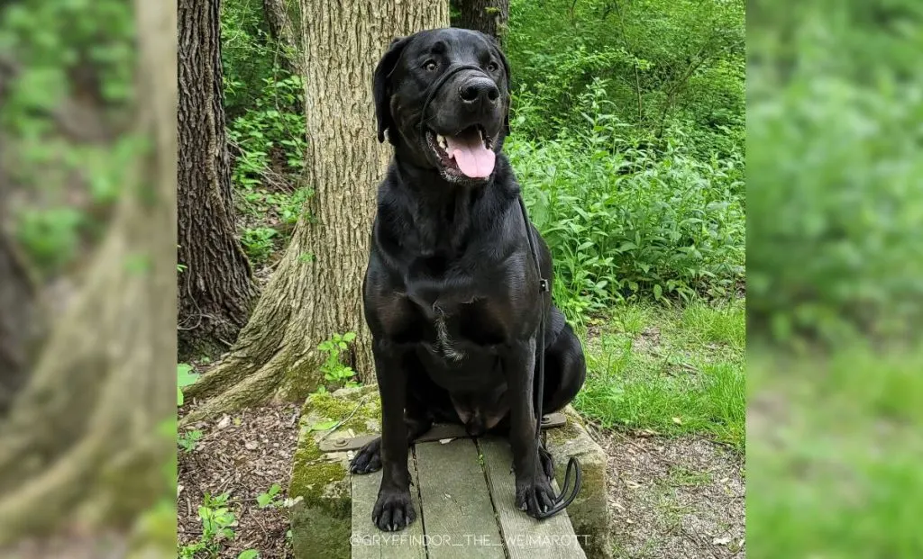 Rottweiler and Weimaraner