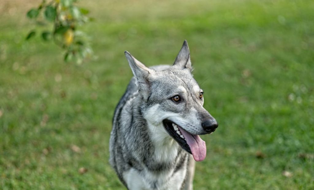 Saarloos Wolfdog