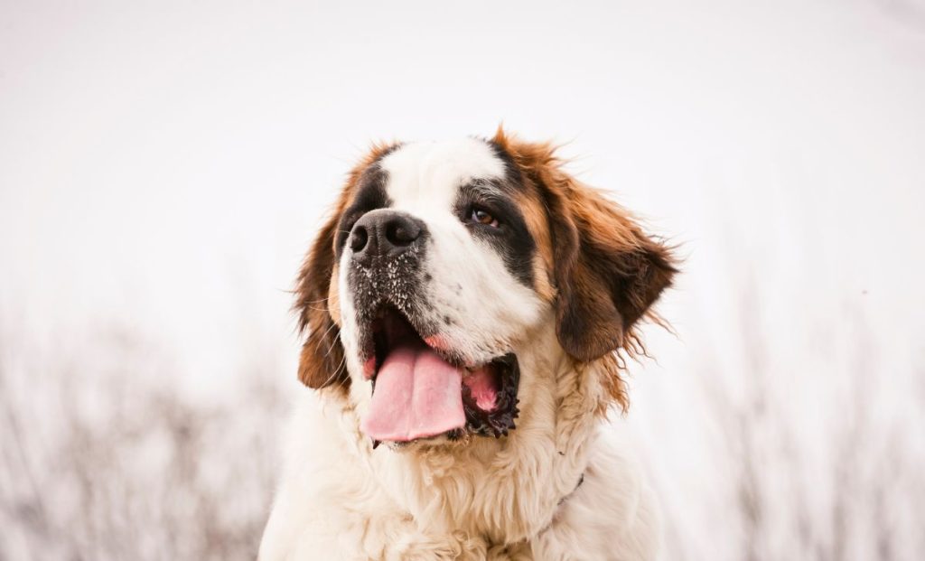 Saint Bernard