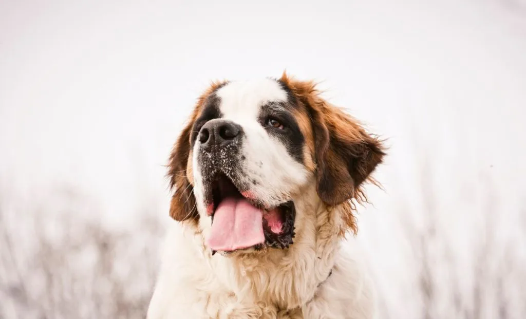 Saint Bernard