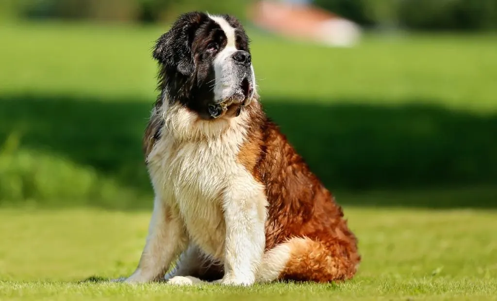 Saint Bernard