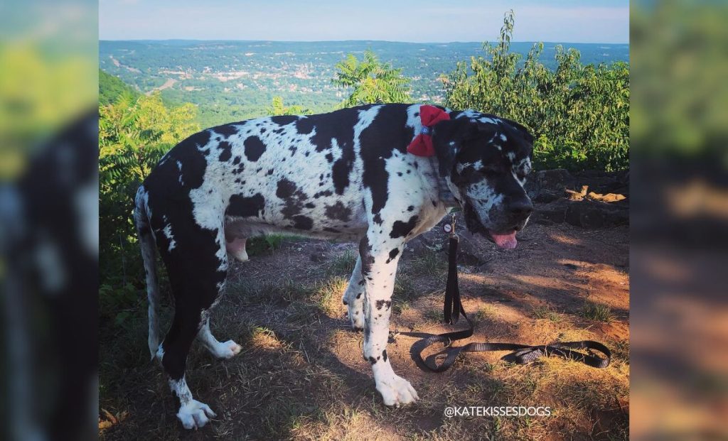 Saint bernard x great dane mix